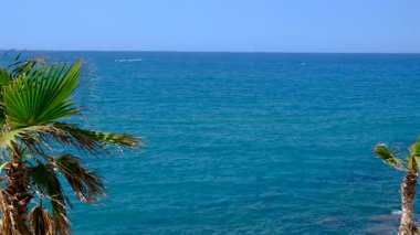 Denize karşı palmiye ağacı. Seçici odaklanma. Doğa.