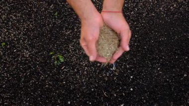 Seeding lawn grass in the garden. Selective focus. Nature.