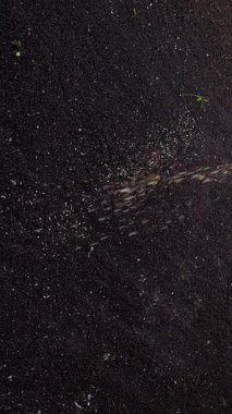 Seeding lawn grass in the garden. Selective focus. Nature.