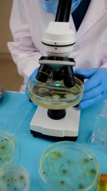 Petri kabı laboratuarında araştırma. Seçici odaklanma. İlaç..