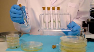 Petri kabı laboratuarında araştırma. Seçici odaklanma. İlaç..