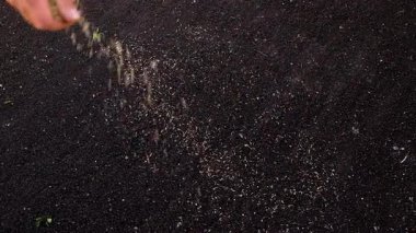 Seeding lawn grass in the garden. Selective focus. Nature.