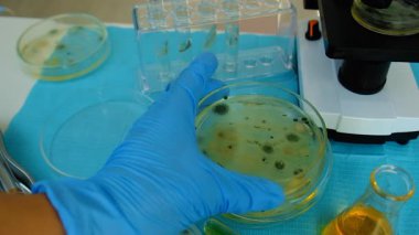 Petri kabı laboratuarında araştırma. Seçici odaklanma. İlaç..