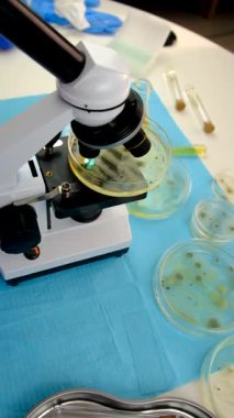 Petri kabı laboratuarında araştırma. Seçici odaklanma. İlaç..