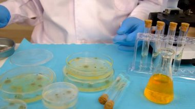 Petri kabı laboratuarında araştırma. Seçici odaklanma. İlaç..