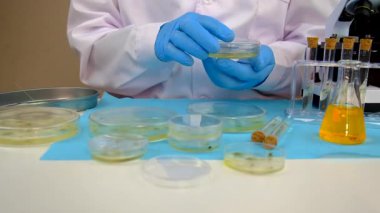 Petri kabı laboratuarında araştırma. Seçici odaklanma. İlaç..