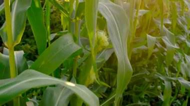 Corn growing in the garden. Selective focus. nature.
