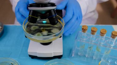 Petri kabı laboratuarında araştırma. Seçici odaklanma. İlaç..