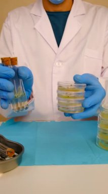 Petri kabı laboratuarında araştırma. Seçici odaklanma. İlaç..