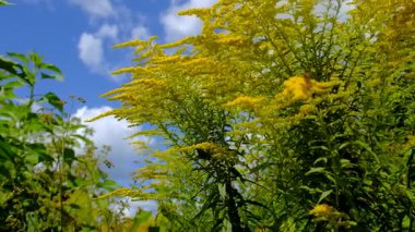 Ragweed tarlada çiçek açar. Alerji. Seçici odaklanma. Doğa.