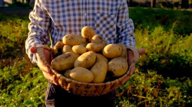Bahçede patates hasadı. Seçici odaklanma. Doğa.