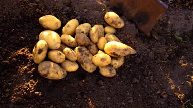 Bahçede patates hasadı. Seçici odaklanma. Doğa.