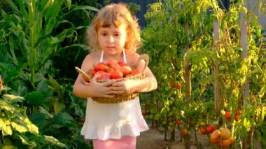 Bahçede domates hasadı tutan bir çocuk. Seçici odaklanma. Çocuk.