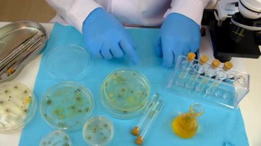 Petri kabı laboratuarında araştırma. Seçici odaklanma. İlaç..