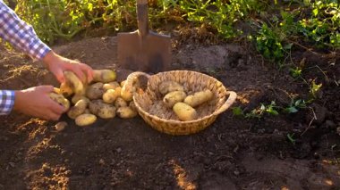 Bahçede patates hasadı. Seçici odaklanma. Doğa.