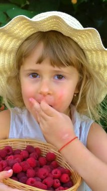 Bahçesinde ahududu hasadı olan bir çocuk. Seçici odaklanma. yiyecek.