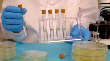 Petri kabı laboratuarında araştırma. Seçici odaklanma. İlaç..