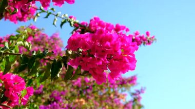 Bougainvillea çiçekleri güzel çiçek açar. Seçici odaklanma. Doğa.