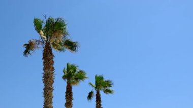 Güzel palmiye yaprakları arka plan. Seçici odaklanma. Doğa.