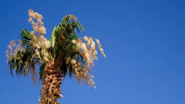 Güzel palmiye yaprakları arka plan. Seçici odaklanma. Doğa.