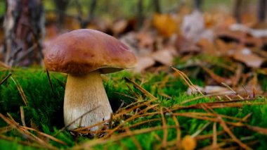 Ormanda mantar topluyor. Seçici odaklanma. Doğa.