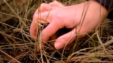 Ormanda mantar topluyor. Seçici odaklanma. Doğa.