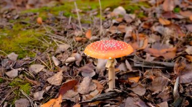 Ormanda mantar topluyor. Seçici odaklanma. Doğa.