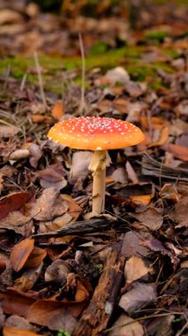 Ormanda mantar topluyor. Seçici odaklanma. Doğa.