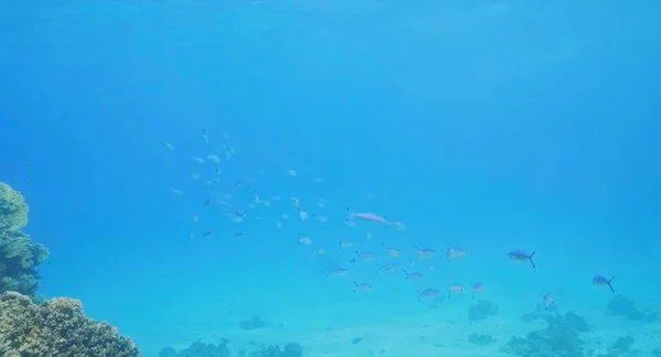 Here we see a beautiful sea and there are fish swimming.