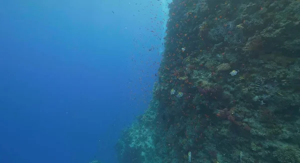 Here we see a beautiful sea and there are fish swimming.