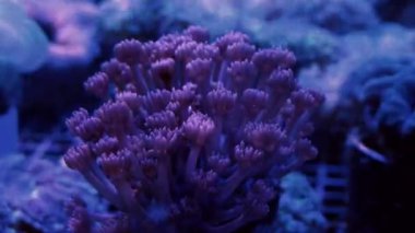 Cehennem Çiçeği Saksısı Mercan Örnekleri