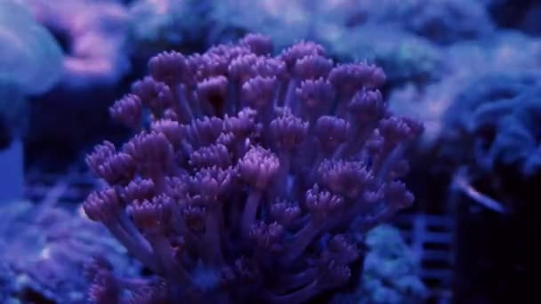 Inferno Flower Pot Coral Specimens — Stock Video