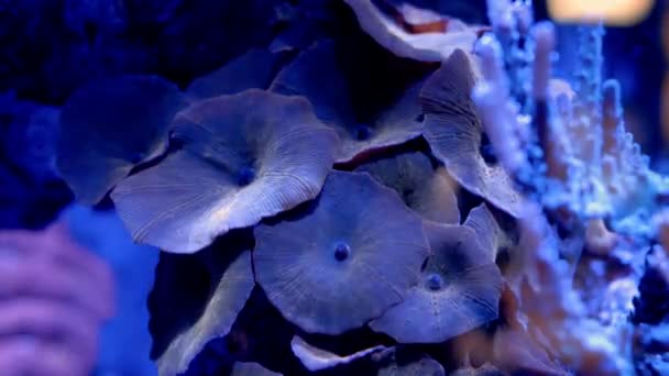 Montipora Flower Pedal Coral Specimen — Stock Video