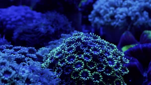 Flower Pot Live Coral Specimen Video Clip — Stock Video