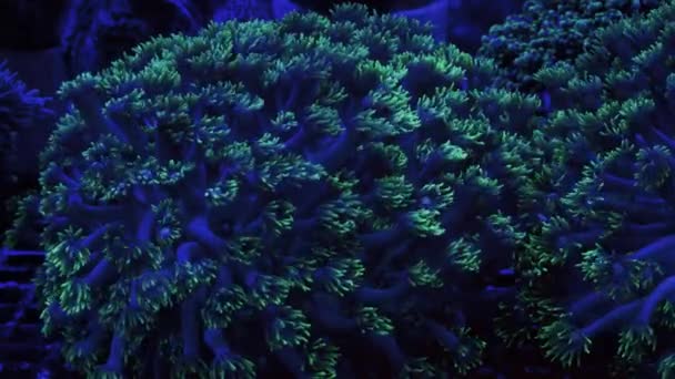 Prachtige Neon Gree Koraal Onder Blacklight — Stockvideo