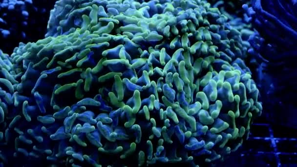 Beautiful Green Hammer Coral Specimen Close Ups — Stock Video