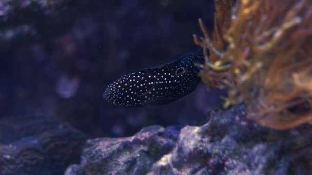 Komeet Vis Zoutwater Komeet Vis Voorgrond Video — Stockvideo