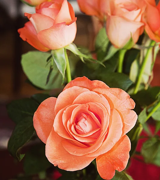 Beautiful orange rose in full blossom — Stock Photo, Image