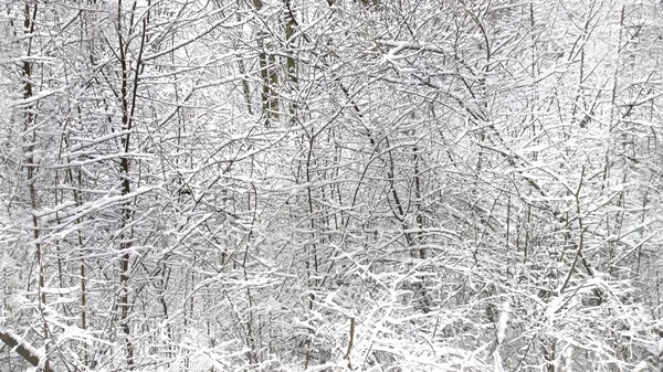 Paisagem de inverno, ramos com neve, textura horizontal sem costura — Fotografia de Stock