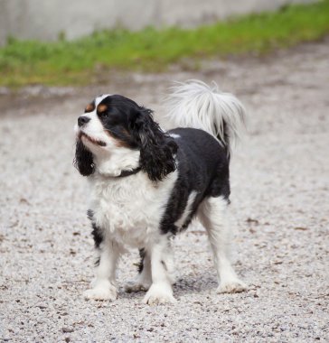 Cocker spaniel köpek portre