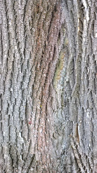 Inconsútil textura de corteza de árbol HD — Foto de Stock