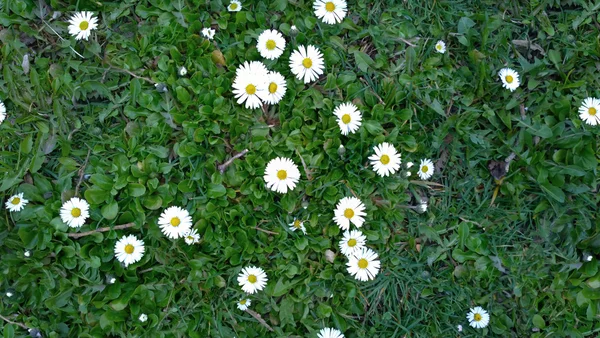 ล้องที่มีความคมชัดสูงนะไร้รอยต่อ daisies สนามเนื้อหา — ภาพถ่ายสต็อก