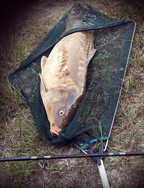Fishing a big carp at the lake — Stock Photo, Image