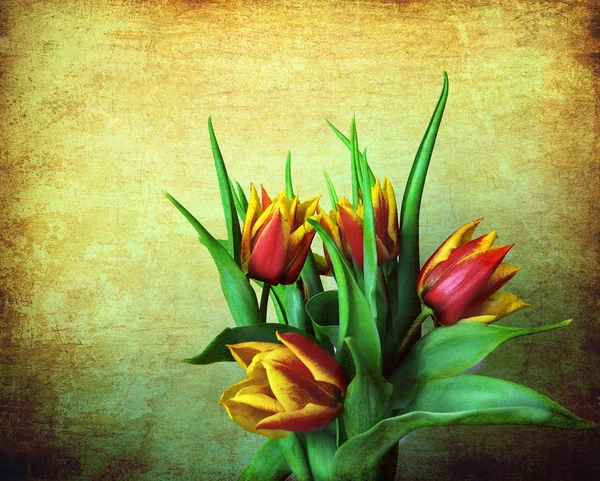 Banda červené a žluté tulipány na pozadí grunge — Stock fotografie