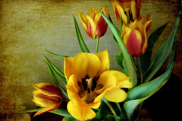 Červené a žluté tulipány na pozadí grunge — Stock fotografie