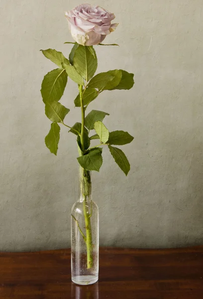 Single pink rose in a glass — Stock Photo, Image