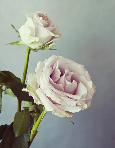 Duas rosas rosa com efeito retro — Fotografia de Stock