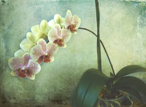Phalaenopsis orquídea con espiga floreciente en textura grunge —  Fotos de Stock