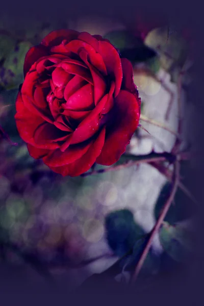 Vermelho escarlate único rosa e efeitos bokeh — Fotografia de Stock