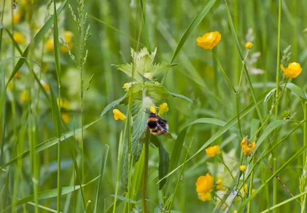 Gelbe Wildblumen und Bienen — Stockfoto
